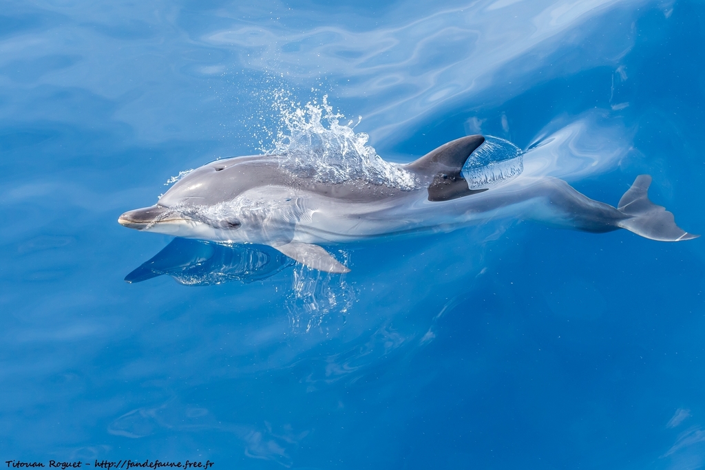 Striped Dolphin