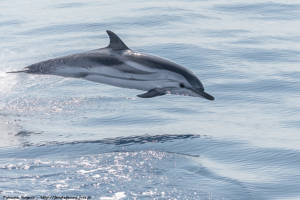 Striped Dolphin