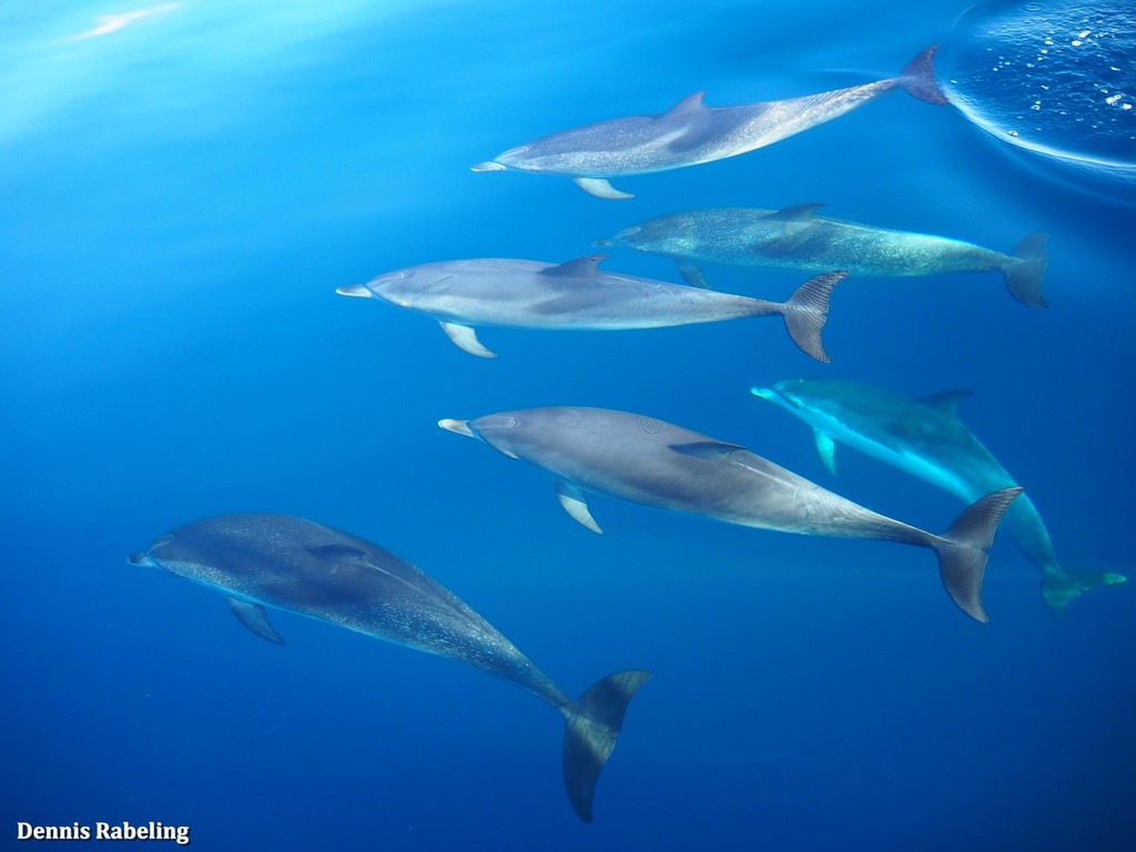 Dauphin tacheté de l'Atlantique