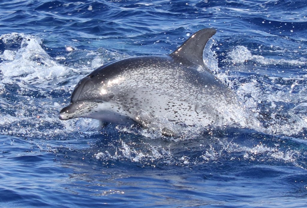 Dauphin tacheté de l'Atlantique