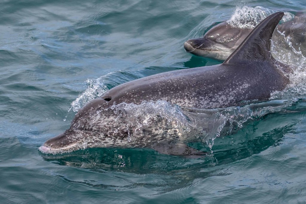 Dauphin tacheté de l'Atlantique