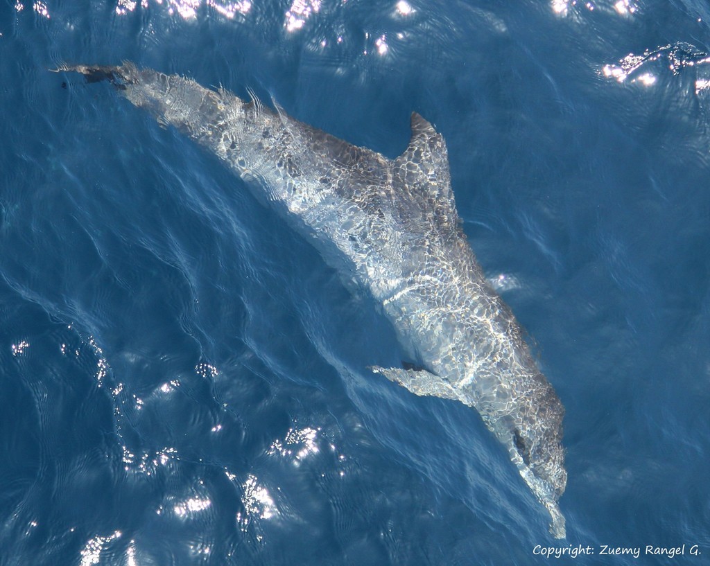 Dauphin tacheté de l'Atlantique