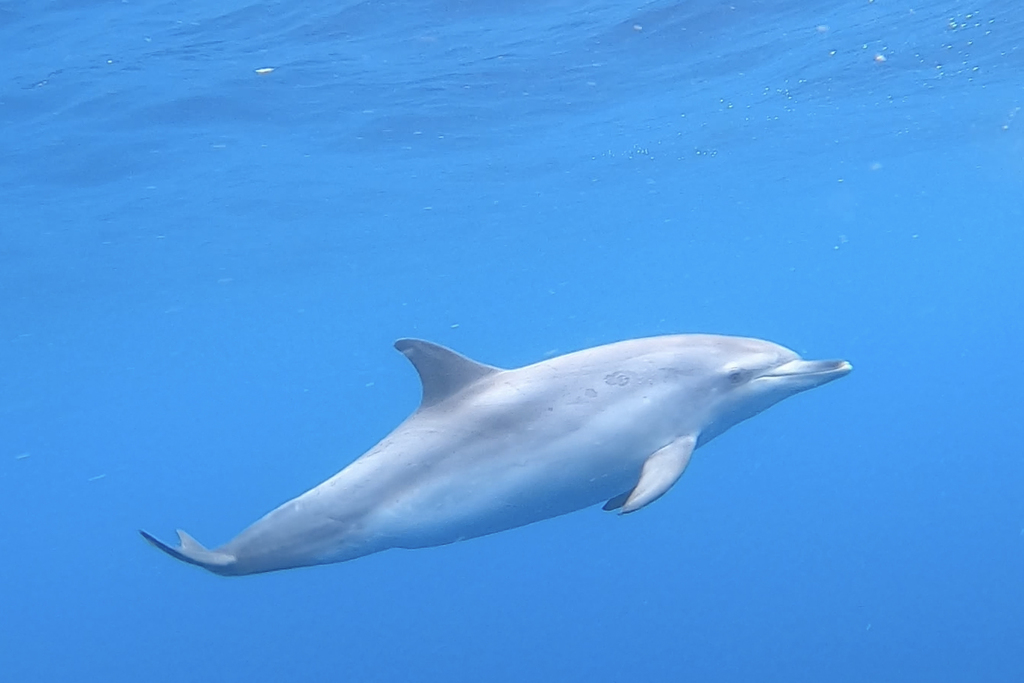 Dauphin tacheté de l'Atlantique