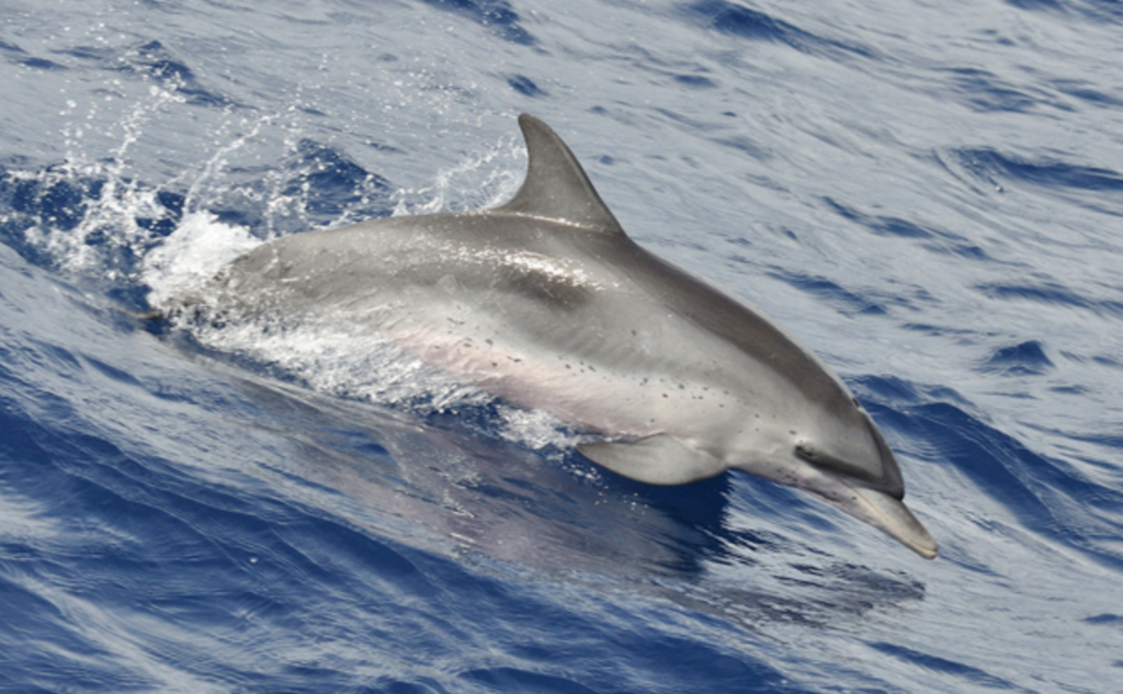 Dauphin tacheté de l'Atlantique