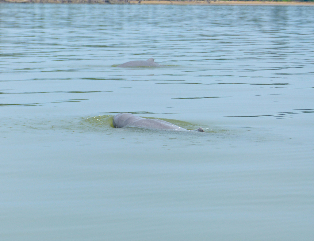Orcelle de l'Irrawaddy