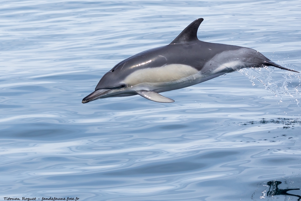 Common Dolphin