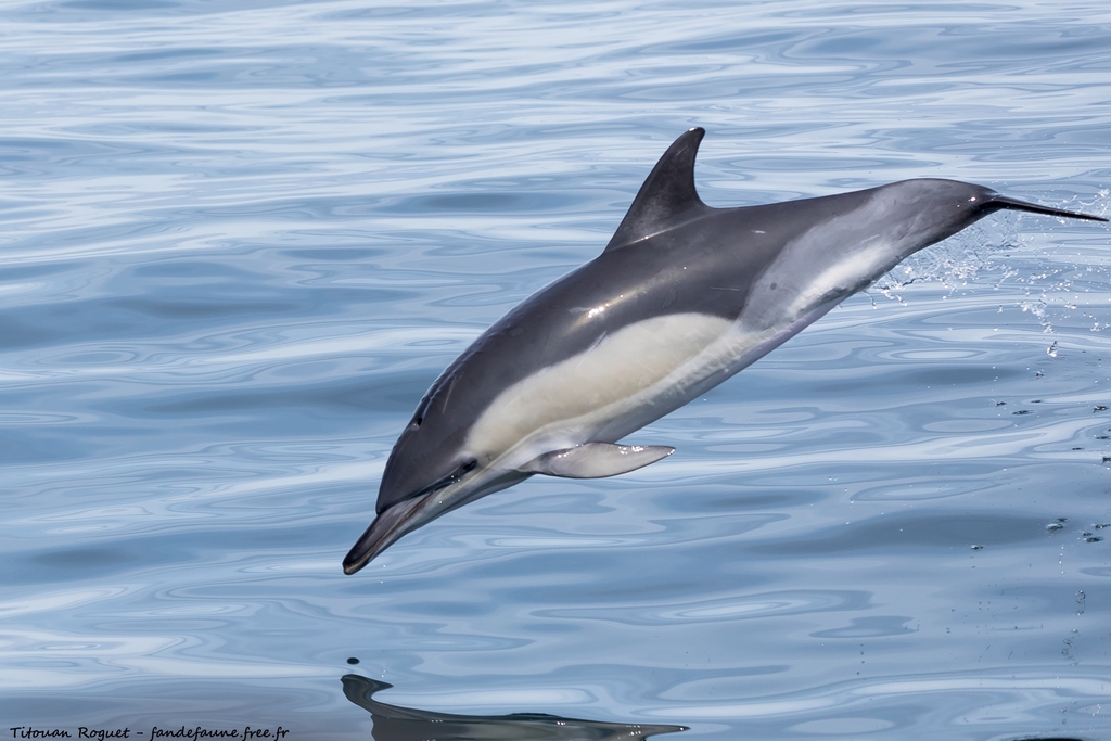 Common Dolphin