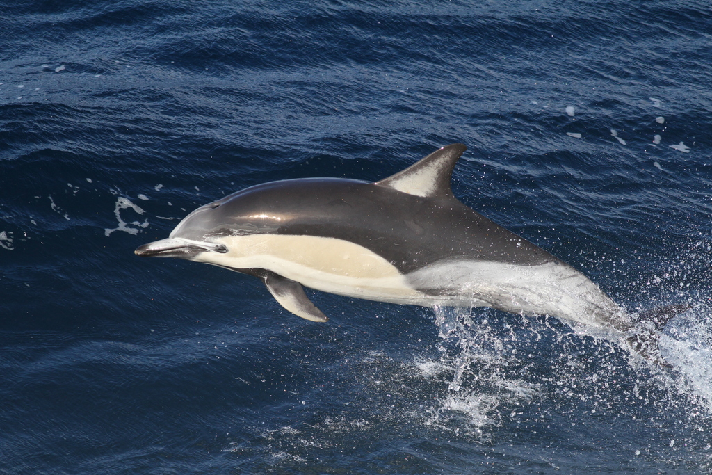 Common Dolphin