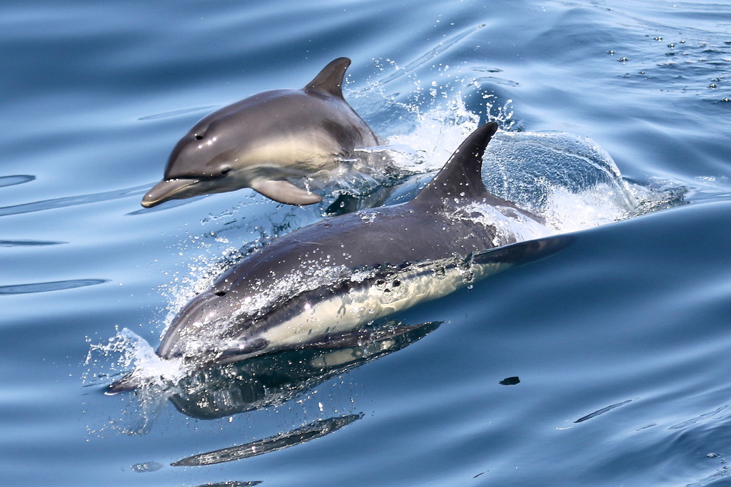 Common Dolphin