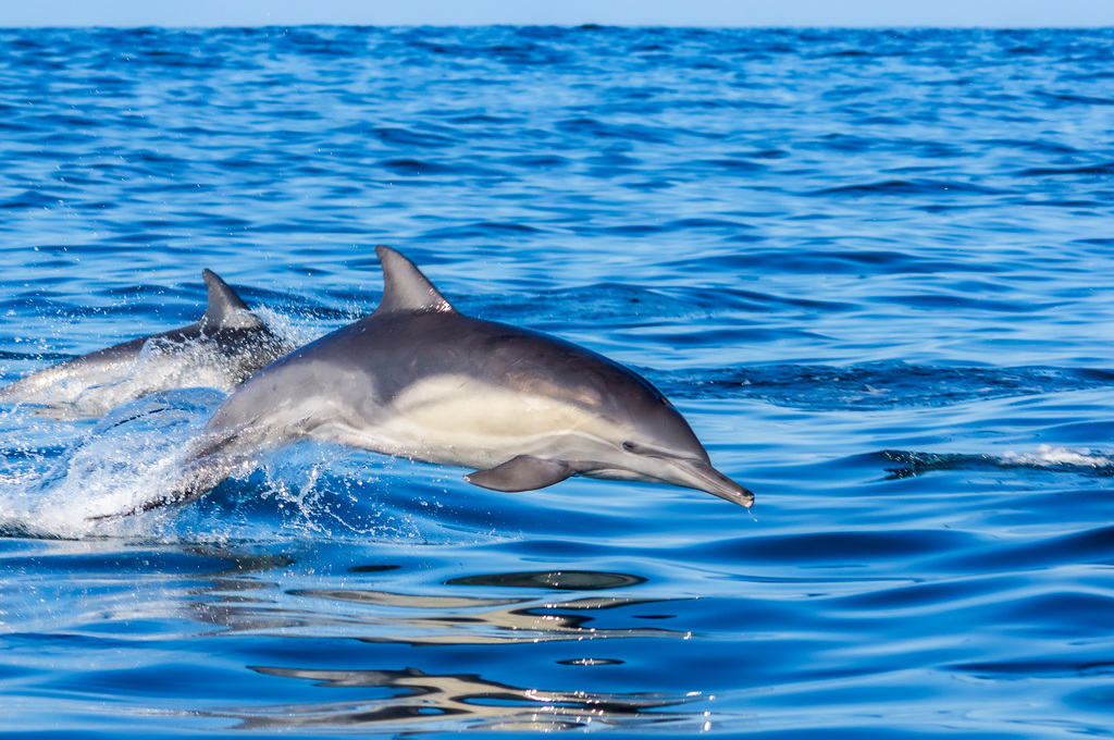 Common Dolphin