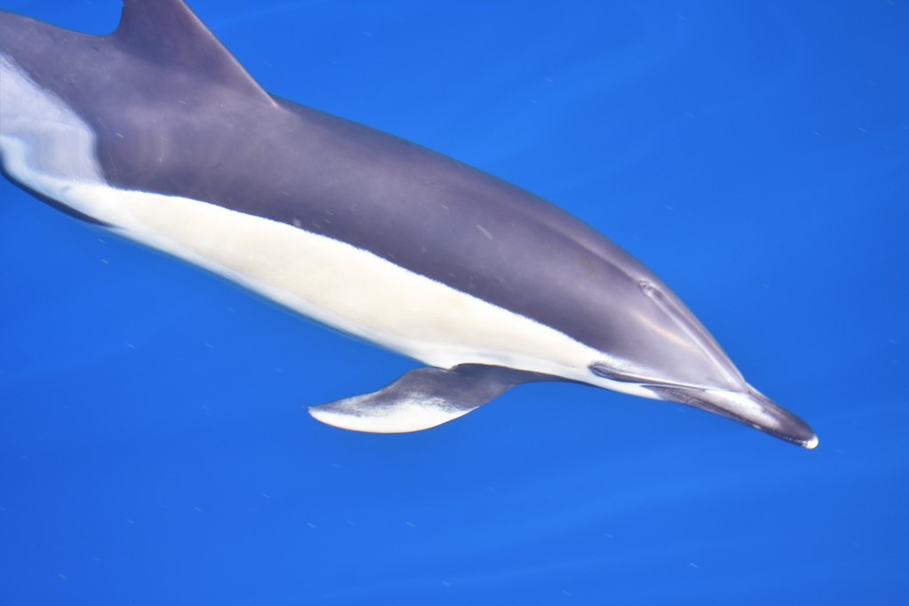 Common Dolphin