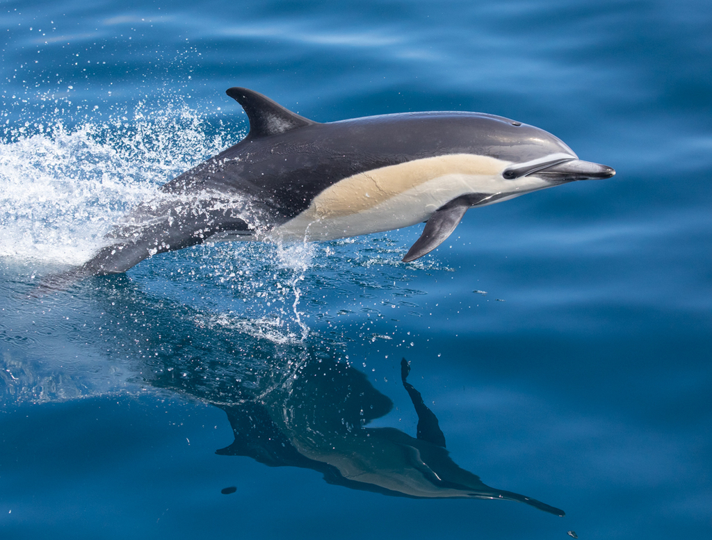 Common Dolphin
