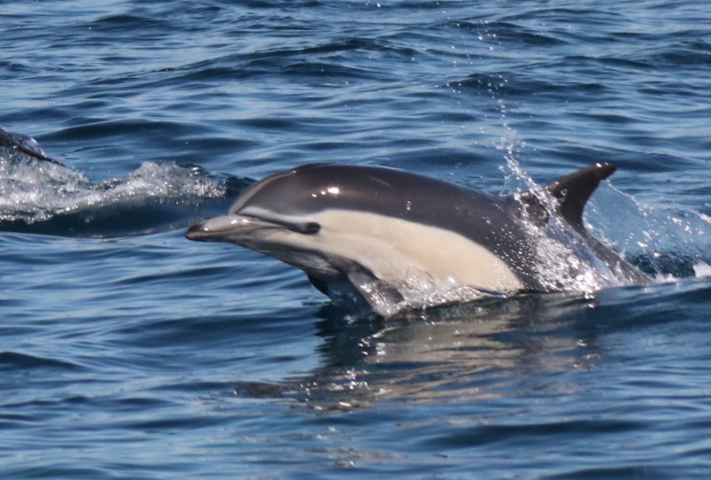 Common Dolphin