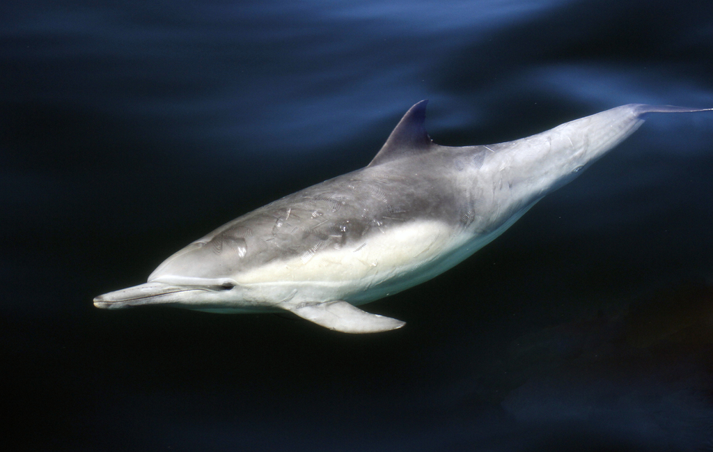 Common Dolphin