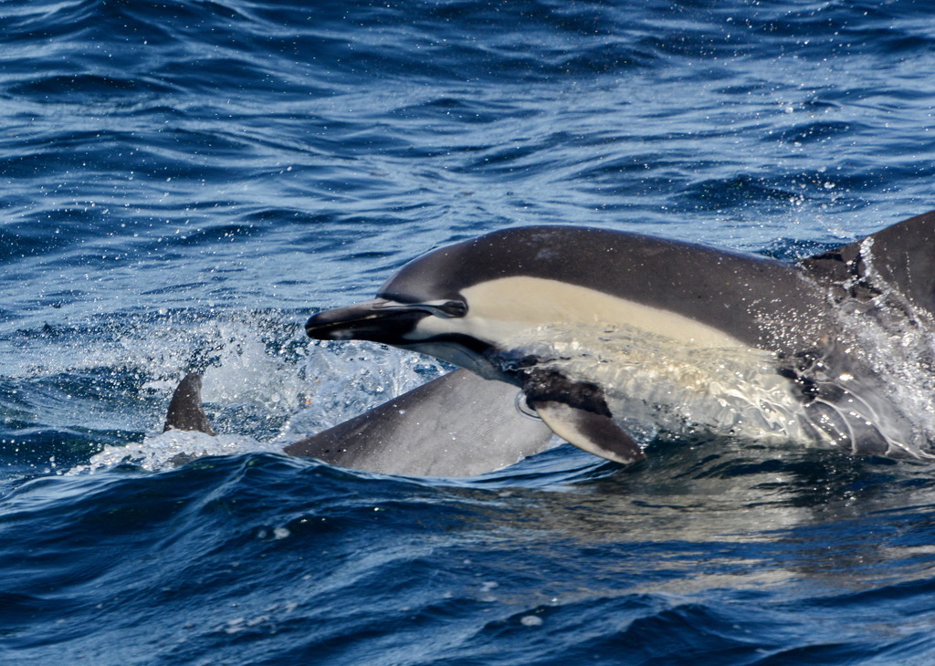 Dauphin Commun