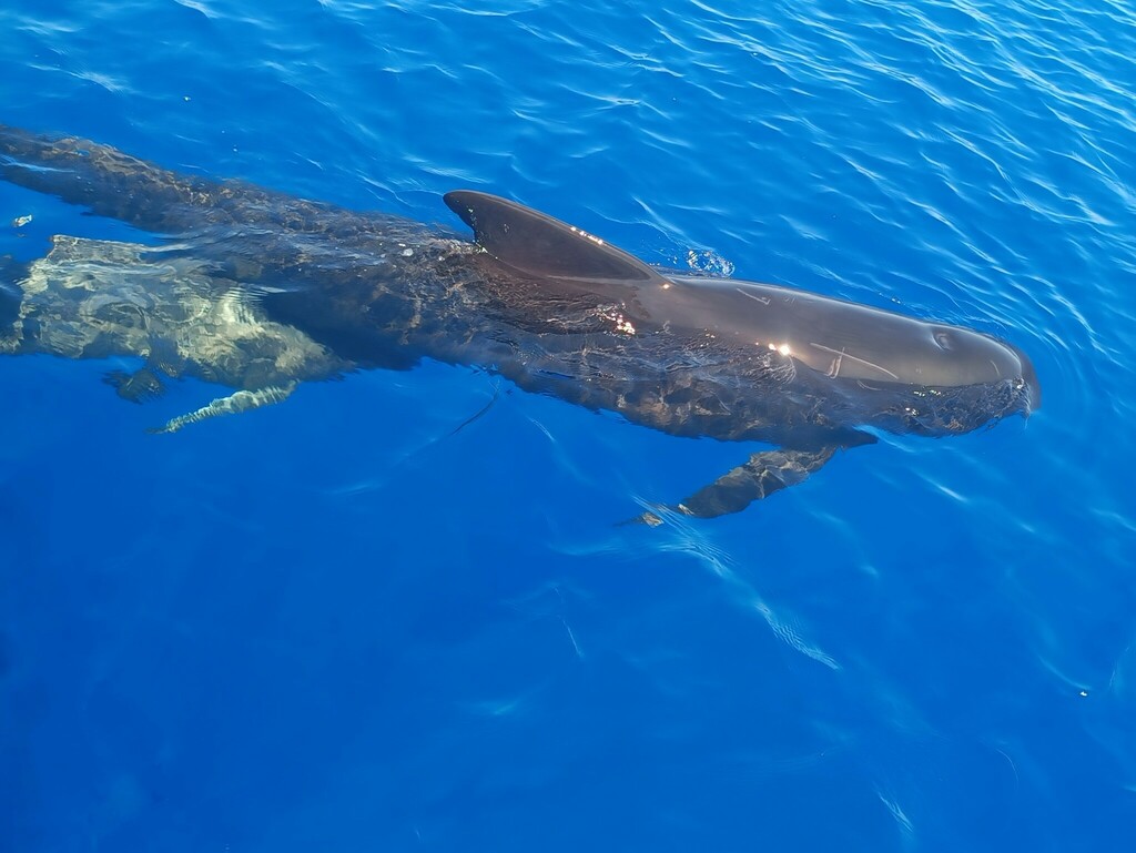 Long-finned Pilot Whale