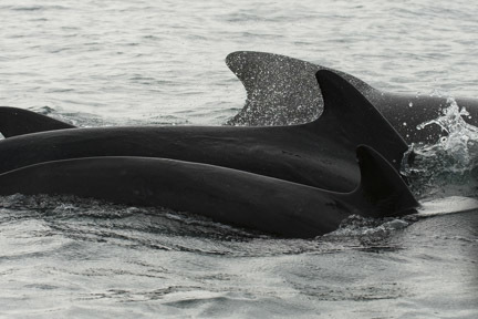 Long-finned Pilot Whale
