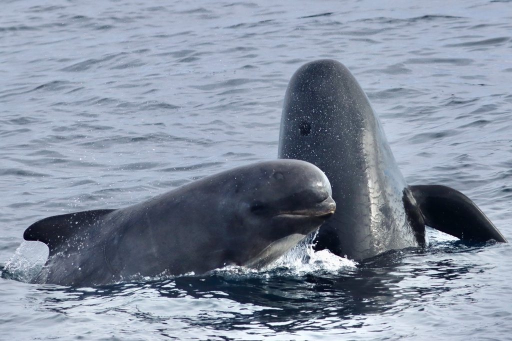 Long-finned Pilot Whale