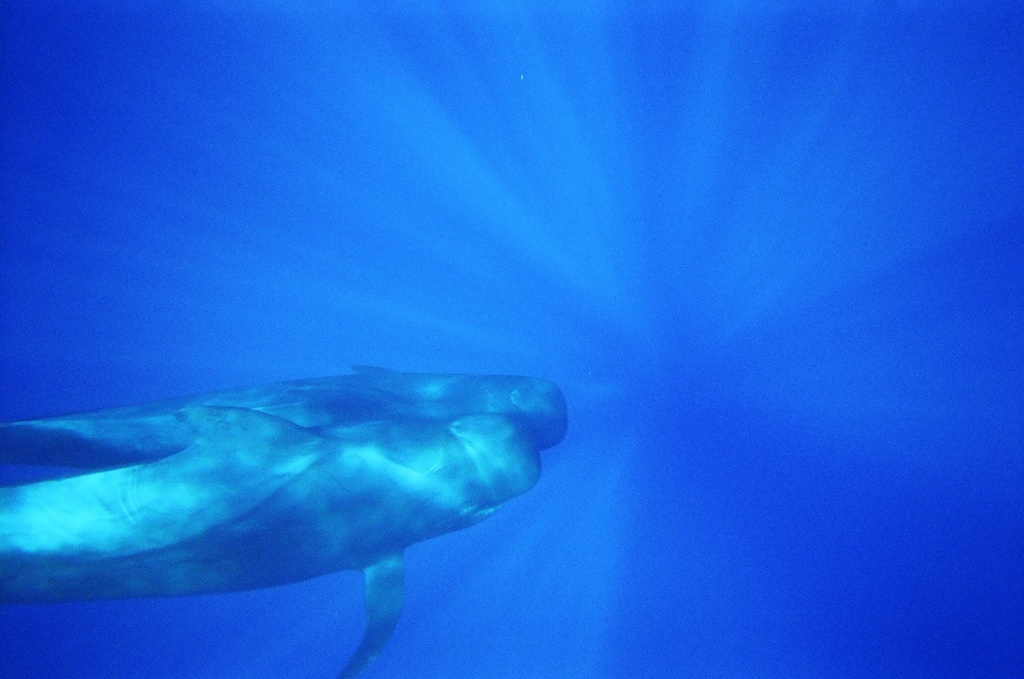 Long-finned Pilot Whale