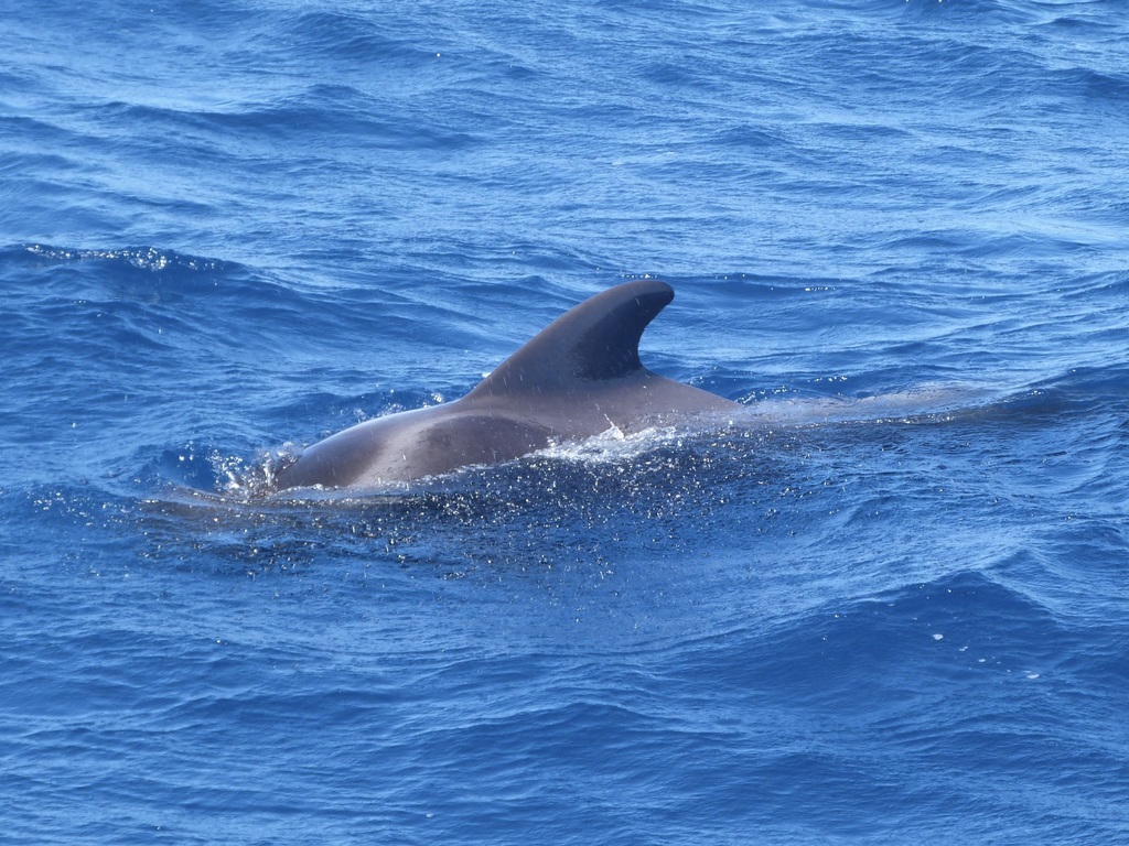 Long-finned Pilot Whale