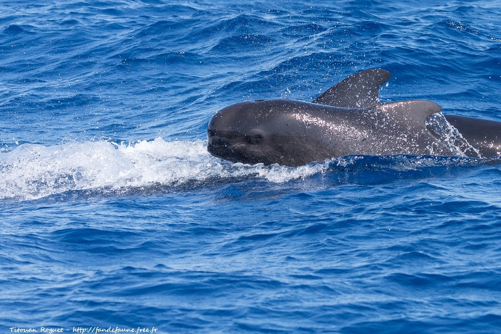 Long-finned Pilot Whale