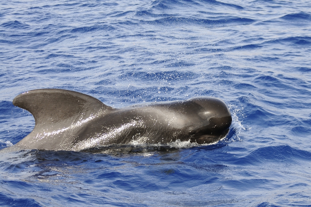 Short-finned Pilot Whale