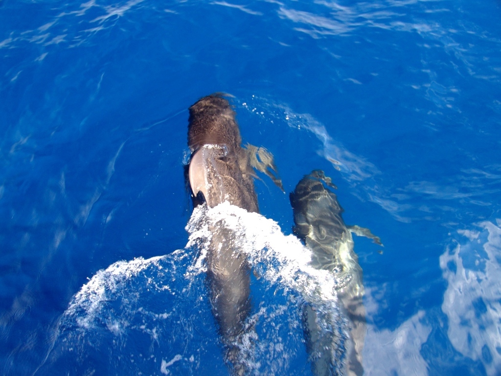Short-finned Pilot Whale