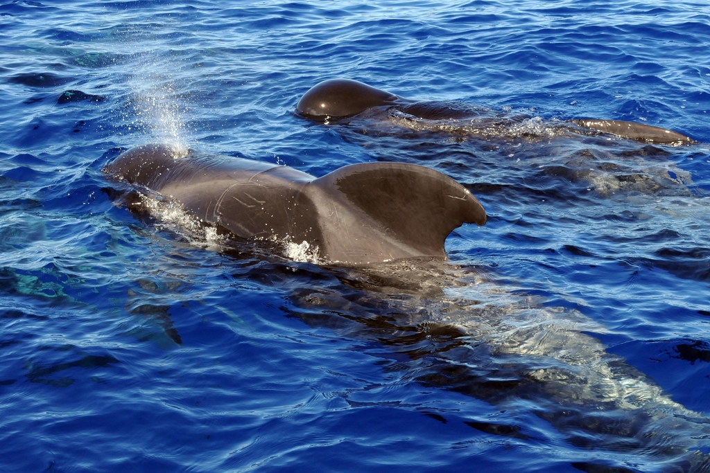 Short-finned Pilot Whale