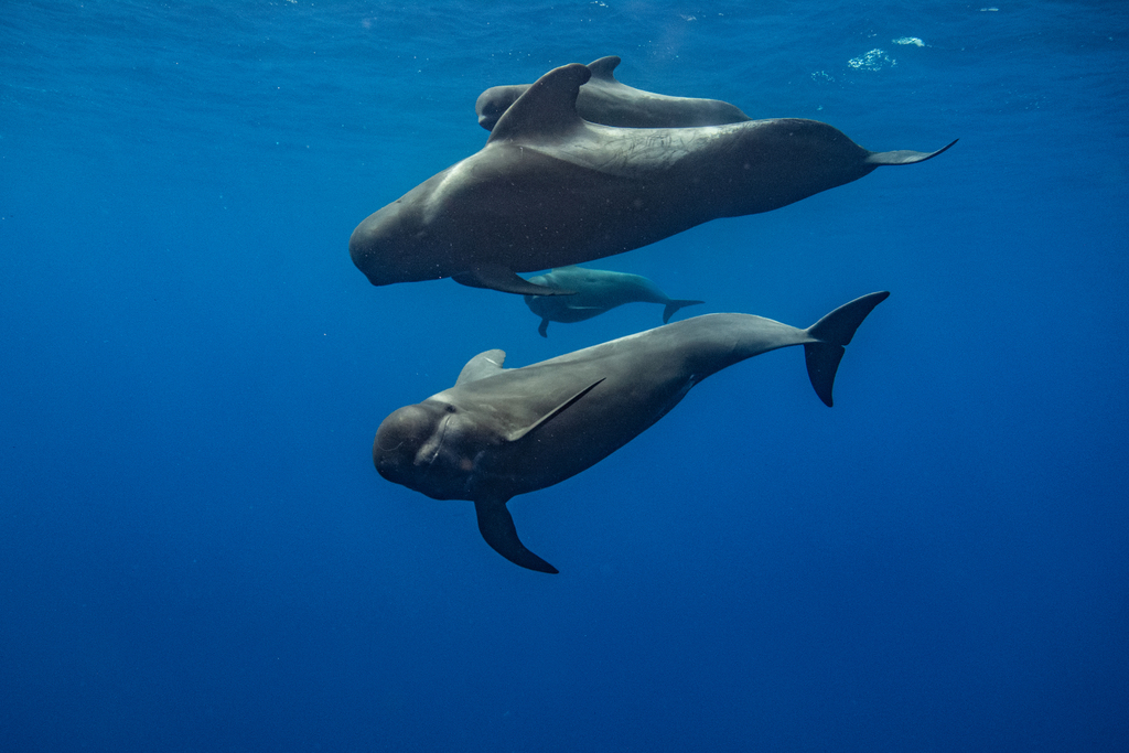 Short-finned Pilot Whale