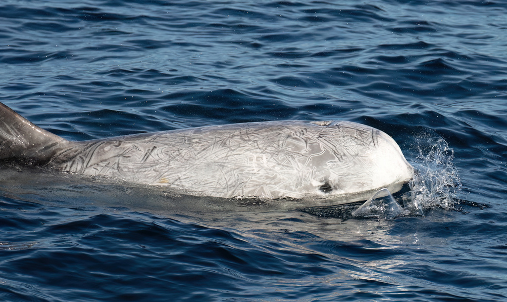 Dauphin De Risso