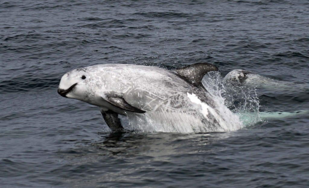 Dauphin De Risso