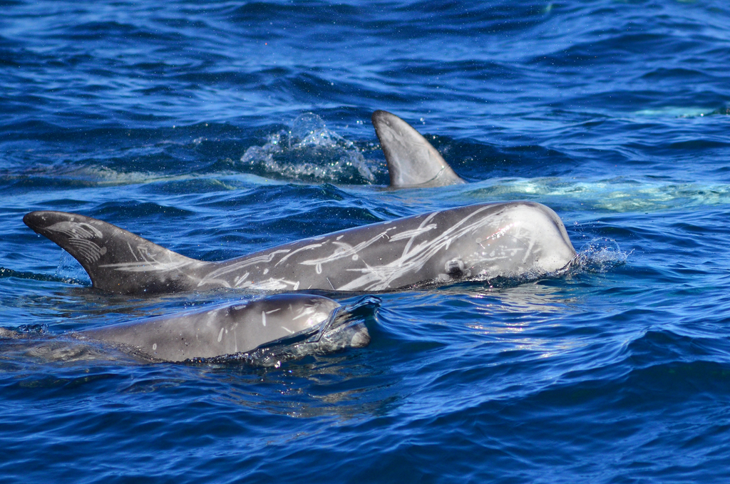 Dauphin De Risso