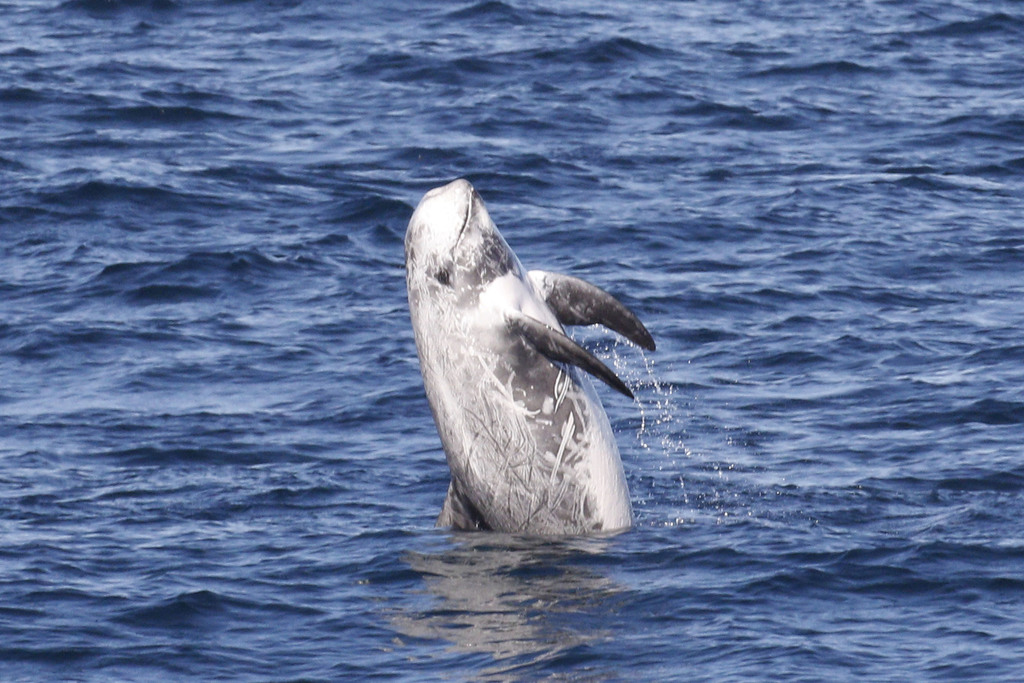 Dauphin De Risso