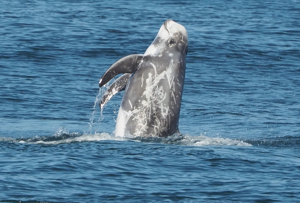 Dauphin De Risso
