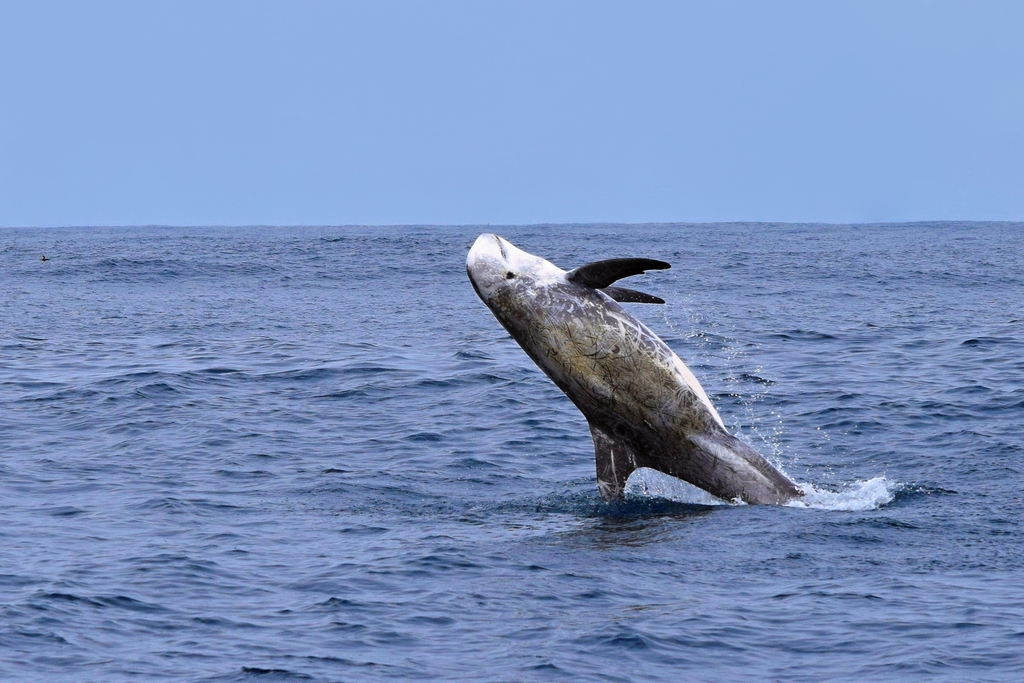 Dauphin De Risso