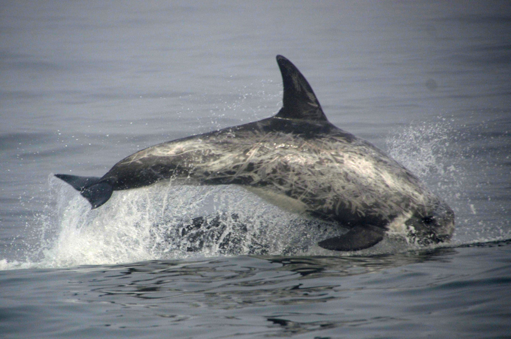 Dauphin De Risso