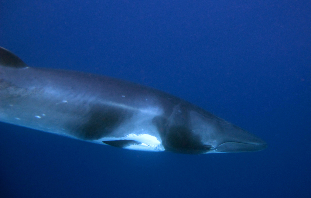 petit rorqual