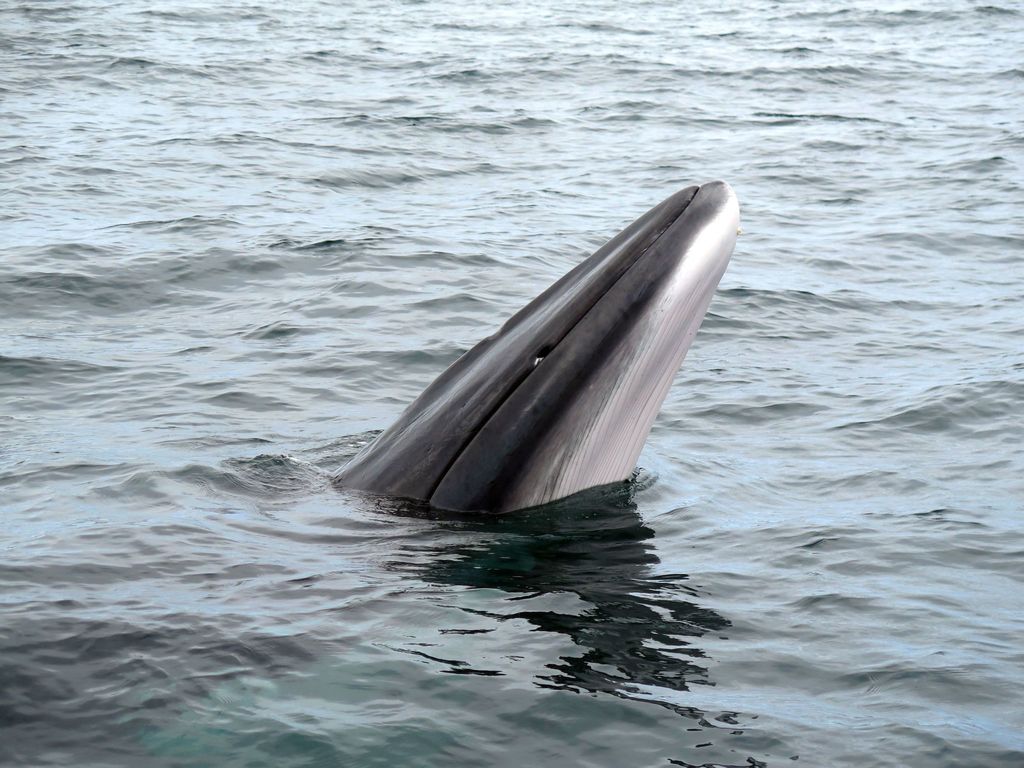 petit rorqual