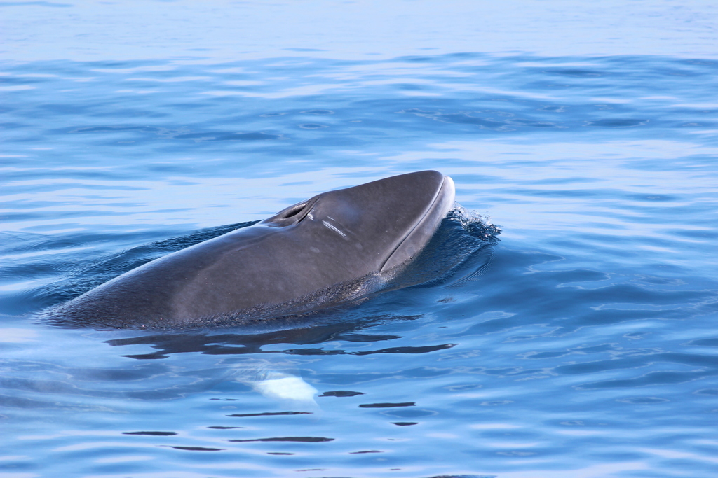 petit rorqual
