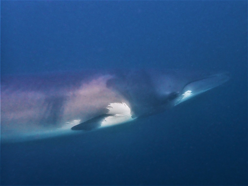 petit rorqual