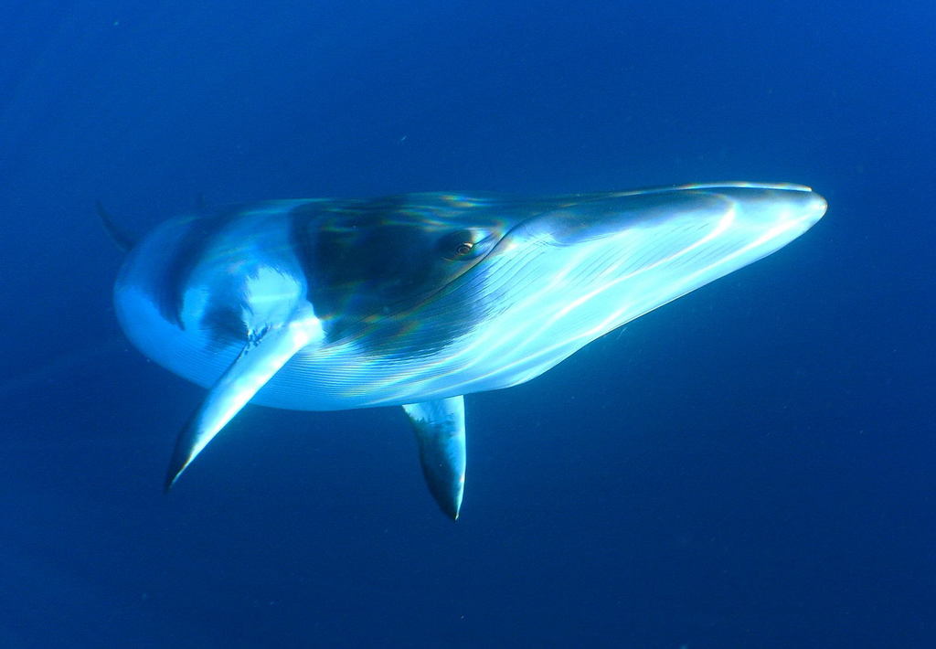petit rorqual