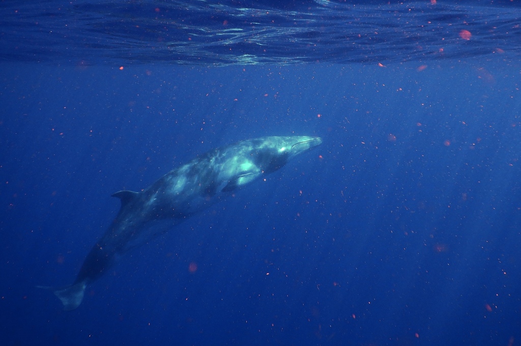 petit rorqual