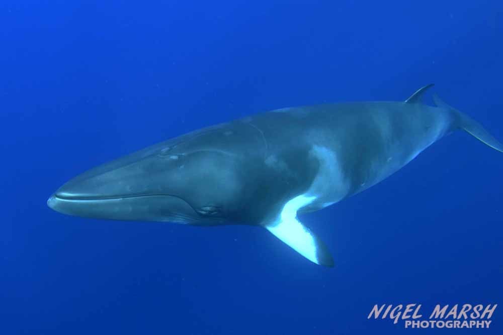 Common Minke Whale