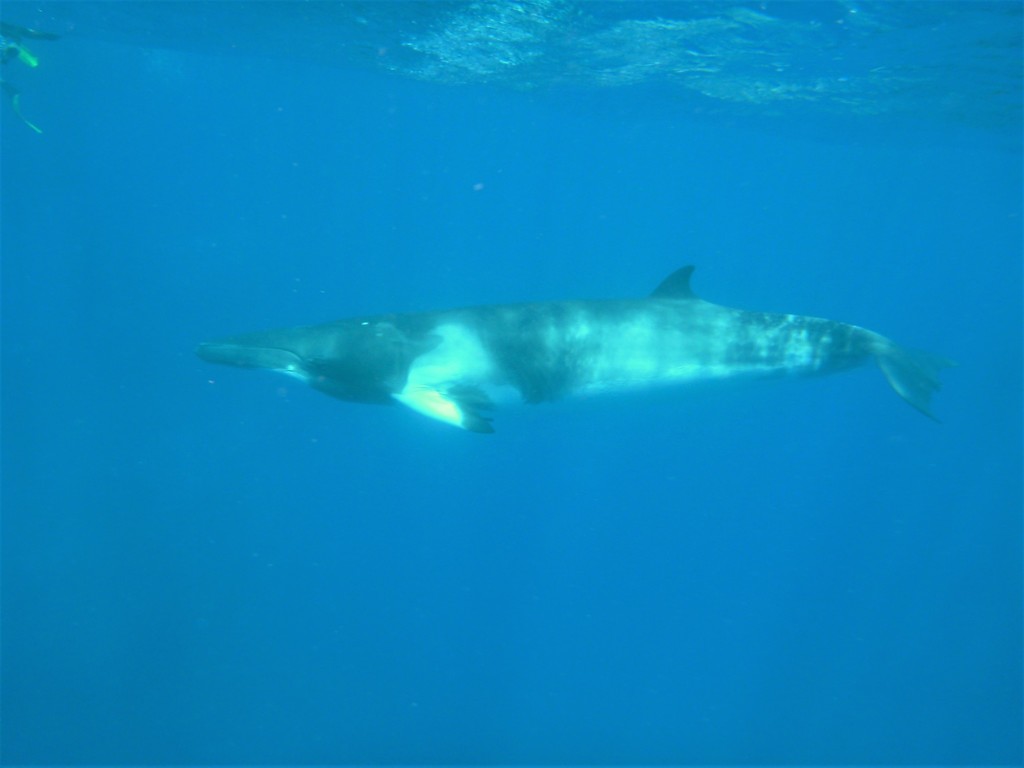 petit rorqual