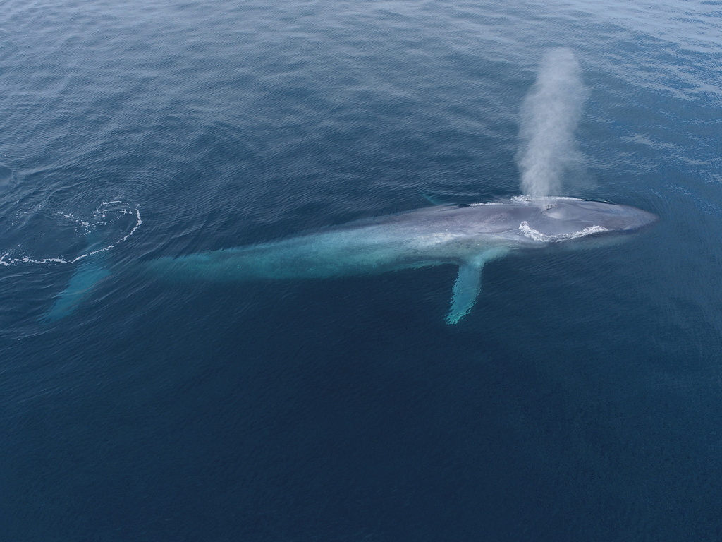 rorqual bleu