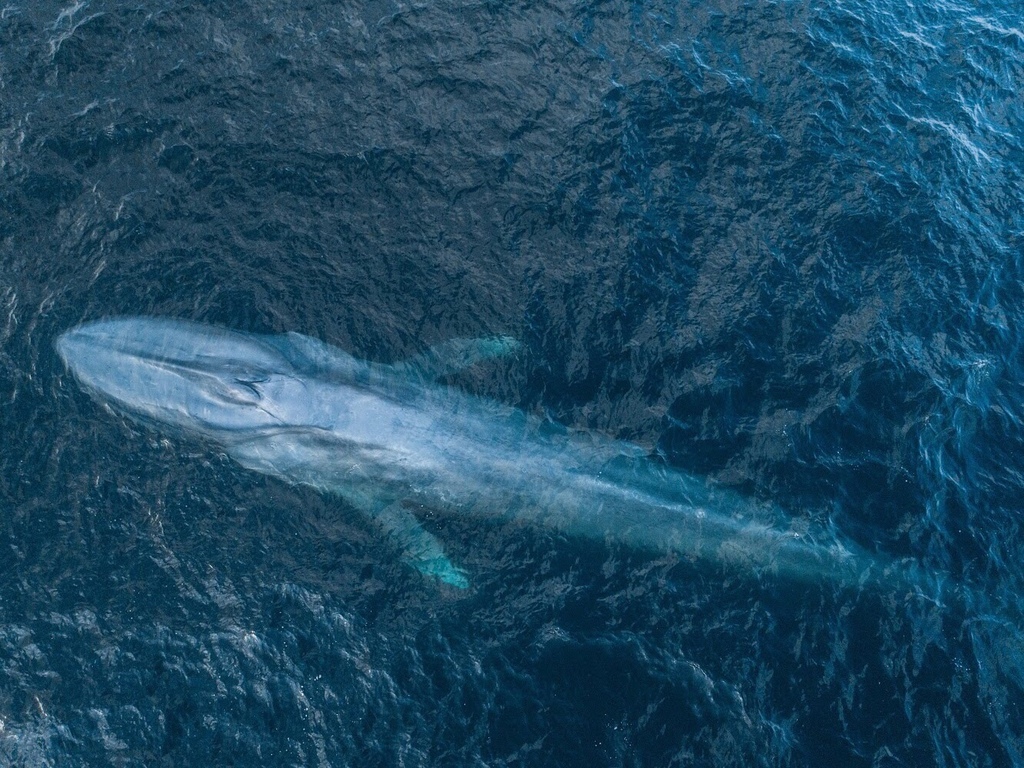 rorqual bleu