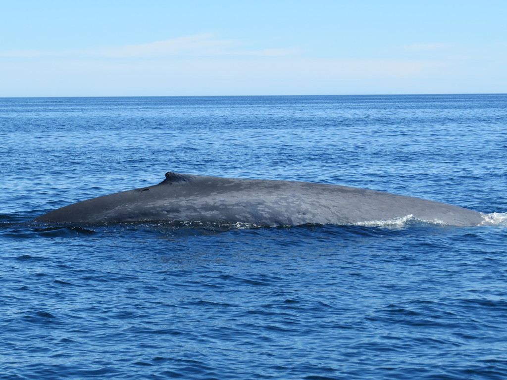 rorqual bleu