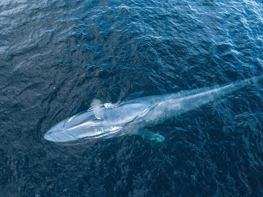 rorqual bleu
