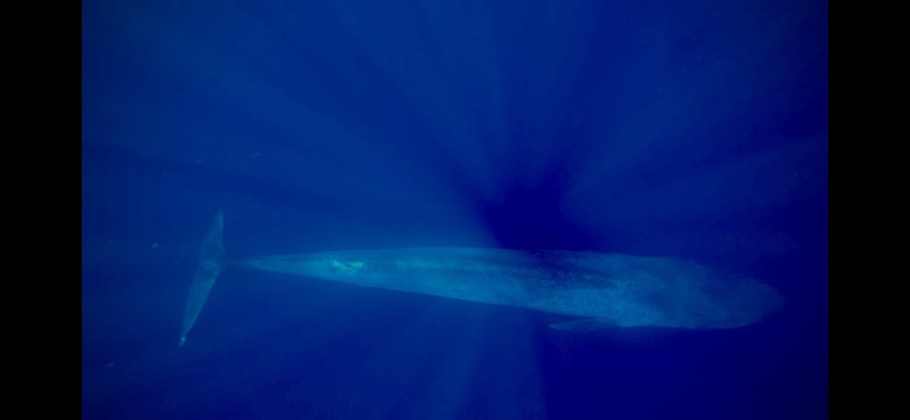 rorqual bleu