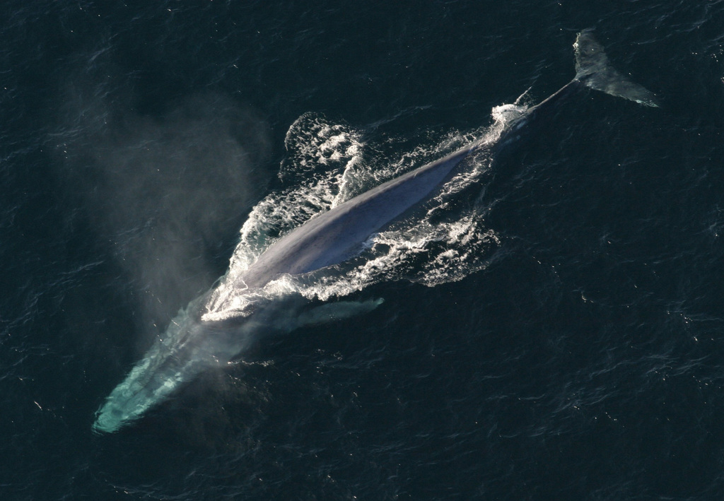 rorqual bleu
